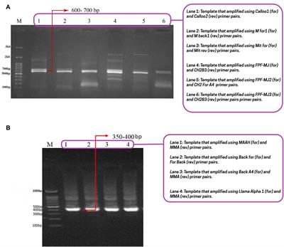 Molecular dynamics simulation of the brain-isolated single-domain antibody/nanobody from camels through in vivo phage display screening